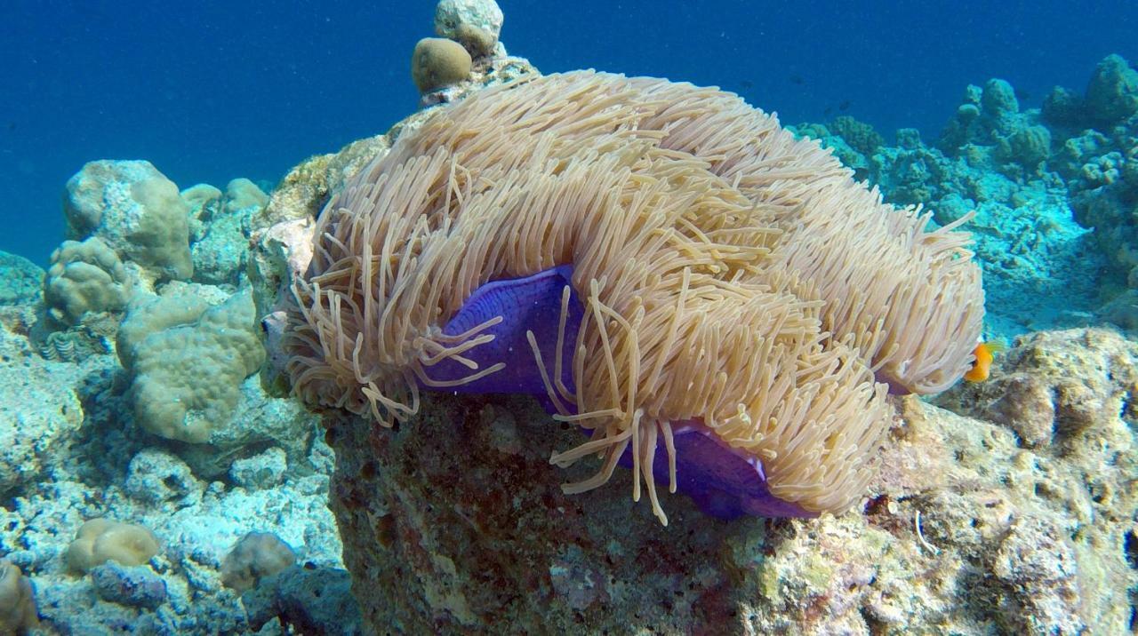 โอเชียน วิลเลจ มัลดีฟส์ Hotel Holhudhoo ภายนอก รูปภาพ